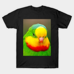 Superb Parrot T-Shirt